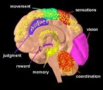 THC acts on numerous areas (in yellow) in the brain