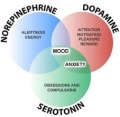 Neurotransmitters-Venn-Diagram-2.jpg
